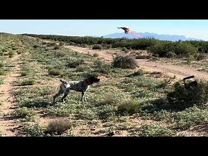 Dove GSP German Shorthaired Pointer Training