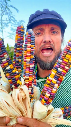 Baker Creek Heirloom Seeds on Instagram: "Have you ever seen the northern lights? Northern Lights corn that is! This thing grows amazing even northern conditions! Developed by our friend Ed Schultz in Montana. #Corn #corny #heirloomseeds #rareseeds"