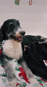 7 Furnished and 2 Unfurnished Bernedoodle Puppies! Home for the Holidays! https://massdoodles.com/2-0-mini-f2-bernedoodles-holidays-2023/ | Massachusetts Bernedoodles