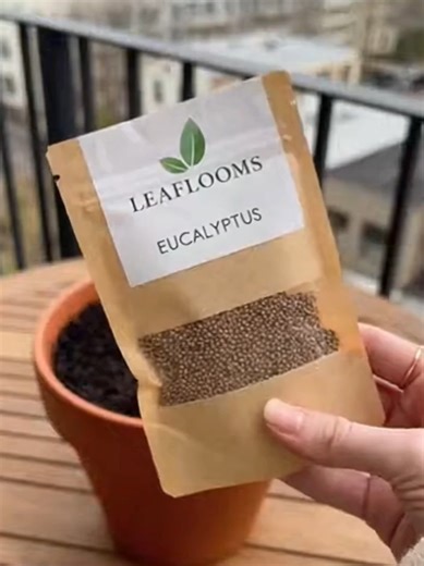 Eucalyptus Seeds: Grow Fresh Aroma for Your Home