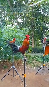 Adorable Rooster Crowing | Amazing Rooster Crowing Sounds How To Train Your Aggressive Rooster To Be Friendly #roostercrowing #crowingrooster #rooster #chickens #hühner #poultry #gallinas #chickenfarm #chickenkeeping #farming #hühnerhaltung #heritagechickens #chickensaspets #petchickens #petrooster #hahnkräht #gallinasfelices #hahnenkrähen #ayamserama #ayamcemani #hahn #hähne #backyardchickens #backyardroosters #rooster #roostercrowing #crowingrooster #hahn #hahnenkrähen #hähne #chickenfarming #