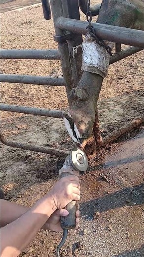 hoof triming #cow #cattledisease #farming #shortvideo #goat