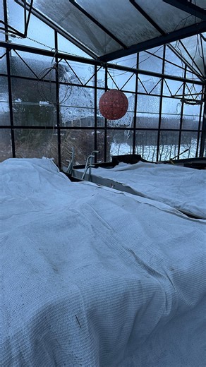 PLANTEN INPAKKEN . Het wordt een spannend weekend voor ons op de kwekerij! We kweken onze planten met de seizoenen mee en dat betekent dus ook vorst in de winter. Tot nu toe gaat dat altijd prima. Vorst van -6 tot -8 doorstaan ze prima. Alleen de voorspelling voor komend weekend is lokaal tot -15! En dat hebben we nog niet eerder meegemaakt. Dus voor de zekerheid pakken we alles extra goed in! En buiten op de kwekerij heeft de sneeuw dat gelukkig voor ons gedaan. . FINGERS CROSSED 🤞 . #kwekerij