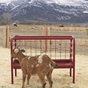 12K views · 155 reactions | The GOAT of goat feeders! Farmers all...