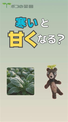 [Home Gardening] Do cold weather make vegetables sweeter? | The secret behind the deliciousness o...