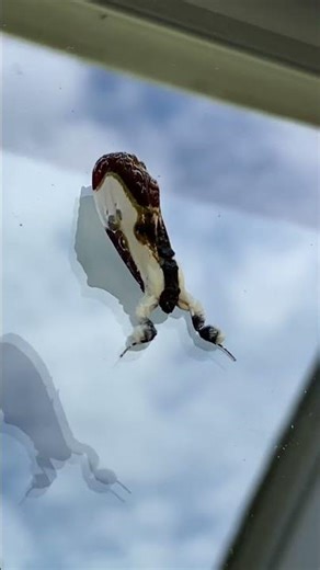 The Bird Poop moth…?