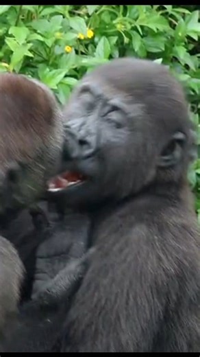 Sweetest kiss between the two of gorilla Ringo and Jabali #animal #animals #gorilla | Josiah Knight
