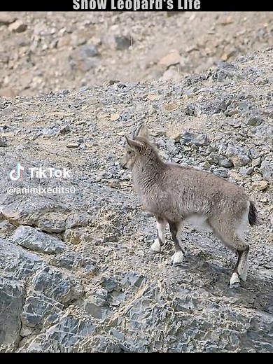 The Life of the Snow Leopard