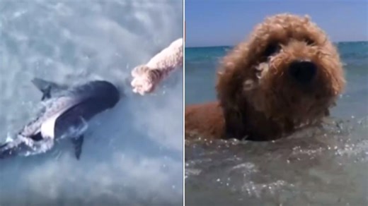 Dog's terrifying shark encounter at Perth beach