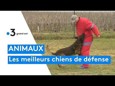 Animaux : une compétition canine avec les meilleurs chiens de défense