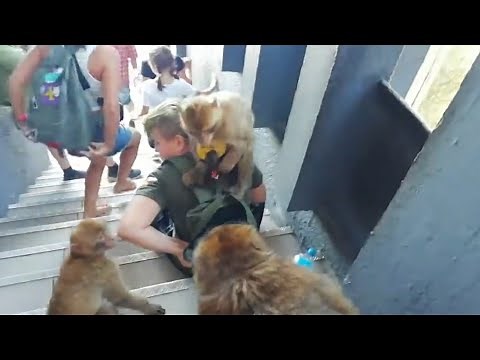 Gibraltar monkeys robbing and attacking tourists (2)
