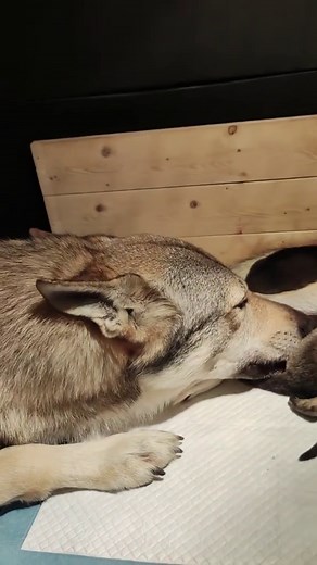 Exploring the Fascinating World of Dogs