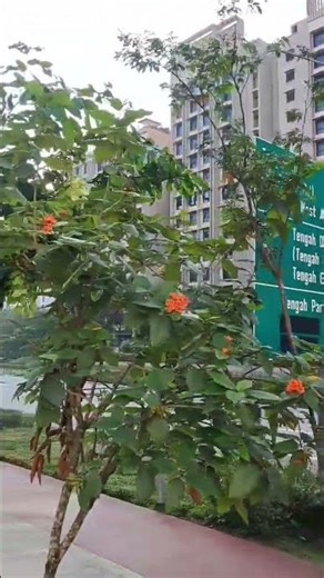 Silk handkerchief Flower in Singapore #flowers #nature #shorts