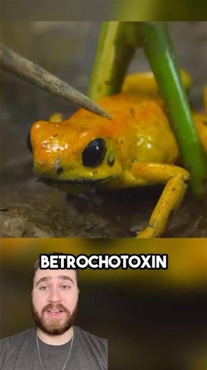 This Frog's Poison Can Kill with a Scratch, And He Uses It to Hunt!