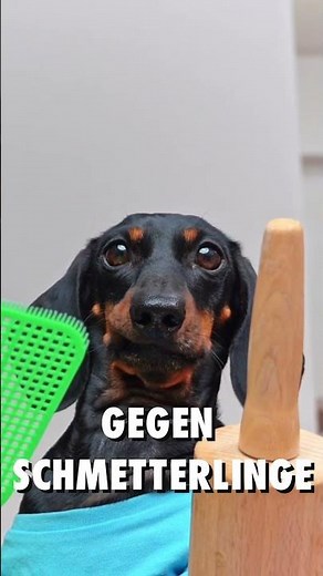 Dackel, Dachshund oder auch Seckel genannt - Hunderassena