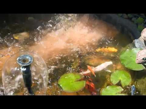 The Garden Gurus - Zeolite in Ponds