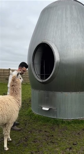 Llama shearing machine #farming #homesheephome #farming #homesheephome #sheep #sheepfarming #shortsv
