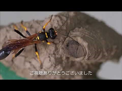 ドロバチ 産卵鞘作り