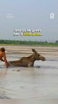 Moose Rescued From Mud