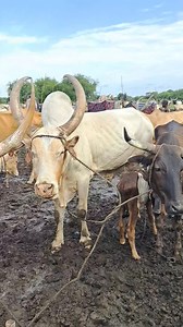 South Sudan's amazing culture! Pagot cattle camp, Luac Aguer Adel(Luacjang or Luac Magokdit) community of Tonj, Warrap-State, South Sudan. Credit: Luacjang Voice Media. #reelsvideoシ #viralvideoシ #fypシ #reelsvideo #reelsfbシ #culture #history #trendingnow #reelschallenge #trendingvideo #viralreelsシ #videos #reelsfypシ #reelsviralシ #followersreels #everyone #highlight #followme | Mother of South Sudan