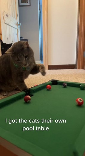 So they don’t interrupt the big game #petsontiktok #cat #catsoftiktok #foryou #fyp #viral #adoptdontshop #catmom #rescue #pets #loki #christmas