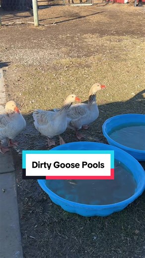 Cleaning the Goose Pools on a Sunny Day