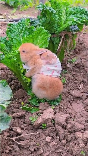 Adorable Bunny Moments: Cute and Playful Rabbit Fun!"