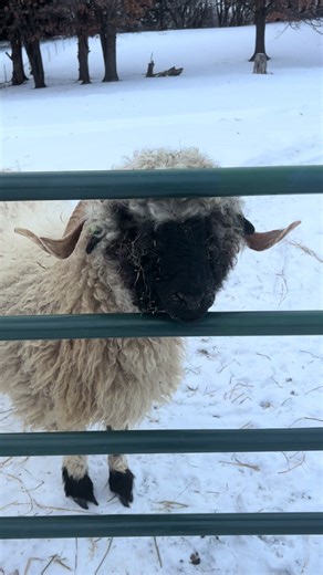 Every night Lena tells me I’m not feeding her fast enough or giving her the food she wants even though I literally fed her five minutes ago. #valaisblacknosesheep #valais #sheep #spoiled#farmlife