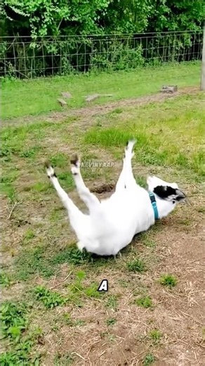 Sheep that faint when frightened#animals #cute #fyp #fun