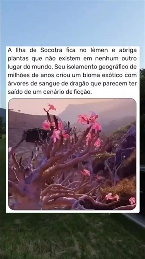 A ilha de socrata e suas plantas únicas. #curiosidades