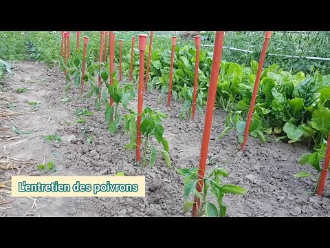 Comment j'entretiens les plants de poivrons en 5 étapes ? 2021