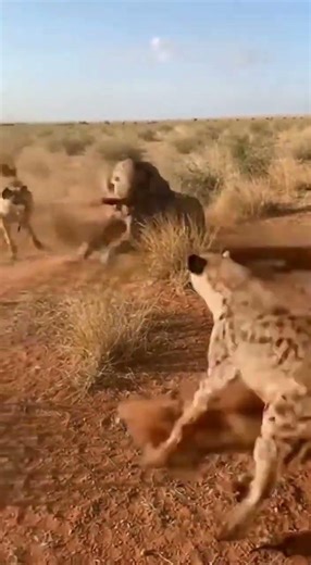 Cowboys Fire Warning Shot to Save Screaming Baby Elephant from Hyenas #aivideo #animals #wild