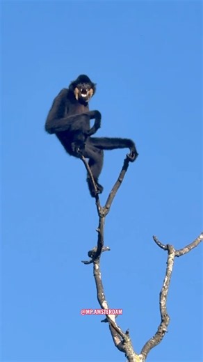 #Gibbon #Gibban #Gibão #Owa #Jeeboon #Tenagazaru #Vượn ##vuon #chimpanzee #गिबन #vuon #ape l #zoo