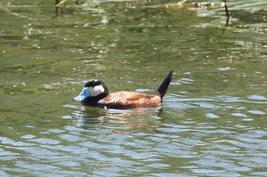 Ruddy Duck