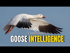 Wisdom Of The Geese: 7 Lessons That Will Change Your Life RIGHT NOW!