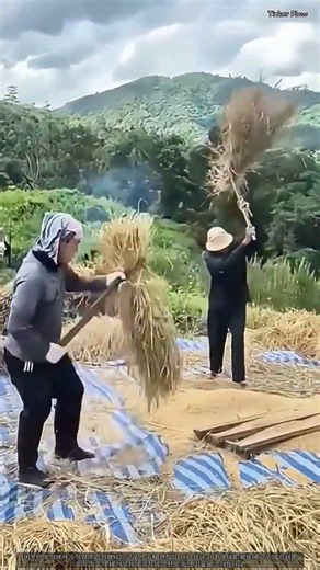 농가의 수확 기술: 효율적인 볏짚 조이기와 탈곡 방법 #worker #process #farm #skill #crop