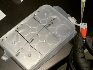 Porphyromonas gingivalis as a Model Organism for Assessing Interaction of Anaerobic Bacteria with Host Cells