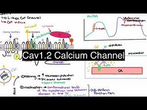L-Type Calcium Channels Explained: Cav1.2, Cardiac Contraction, and Calcium Channel Blockers 💥