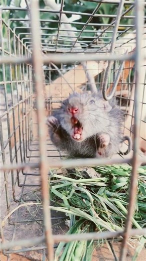 catch today angry rat 🐀🐀🐀 #farming