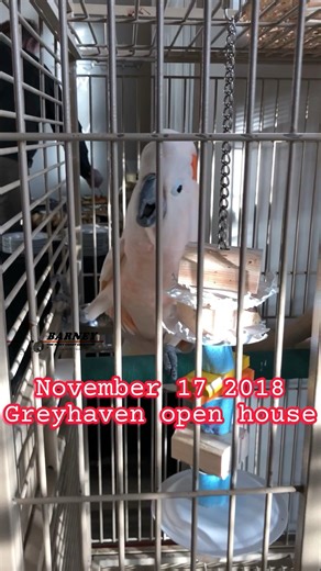 The first time I met Barney was at an open house at the Greyhaven shelter. Here’s a little clip I took that day, and then another clip from a few hours after he came here. Happy Gotcha Day, Barney! 🧡🧡 #barneythewestcoastcockatoo #cockatoo | Barney the West Coast Cockatoo