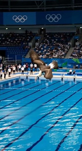 Albatross Prepares to Dive from Olympic Platform | A-Z Animals