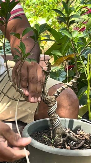 How to get the Perfect Flat-Cut on Ficus Bonsai ✂️ #bonsaicreation #wirebonsai