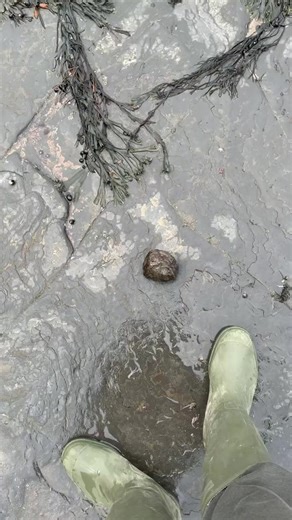 Inside this rock is what appears to be a fossil  made by an extinct | Dig & Discover | Facebook