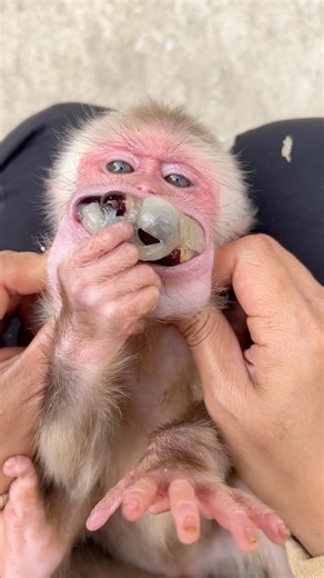 To protect the baby monkey, I tried to push all the poison out of its body.