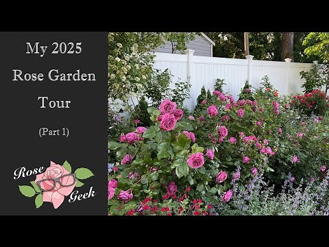 🌹My Garden Tour (part 1) in 4k/ Zone 8a