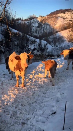 Romania on Instagram: "Need a moment? In the villages of Romania, cows stand around like tenured philosophers, steam rising from their nostrils in winter, chewing slowly, blinking less, watching humans hurry past as if speed ever solved anything. They’ve seen summers drunk on hay and dust, but also winters that locked doors shut and froze time solid. They’ve watched children leave before the first snow and return years later with softer hands, while the cows remained, unmoved, unimpressed, unfor