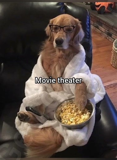 Interior crocodile alligator #dogfunny #dogmemes #georgieebom #fyp