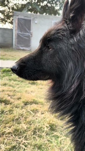 That Focused Stare — Black German Shepherd