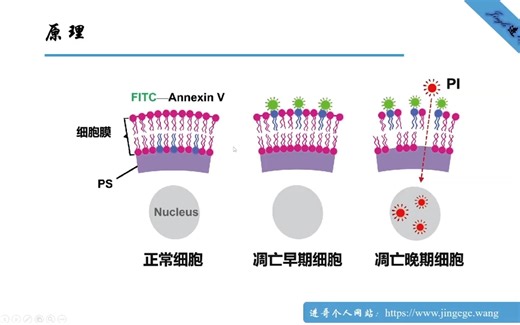PI/Annexin V-FITC检测细胞凋亡之原理及注意事项