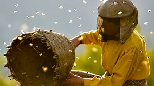Documentary Honeyland follows bees and two female keepers practising a dying art in mountains of North Macedonia